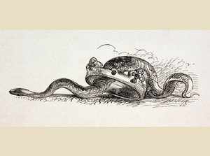 Un serpente striscia attraverso una corona reale, 1890 da English School